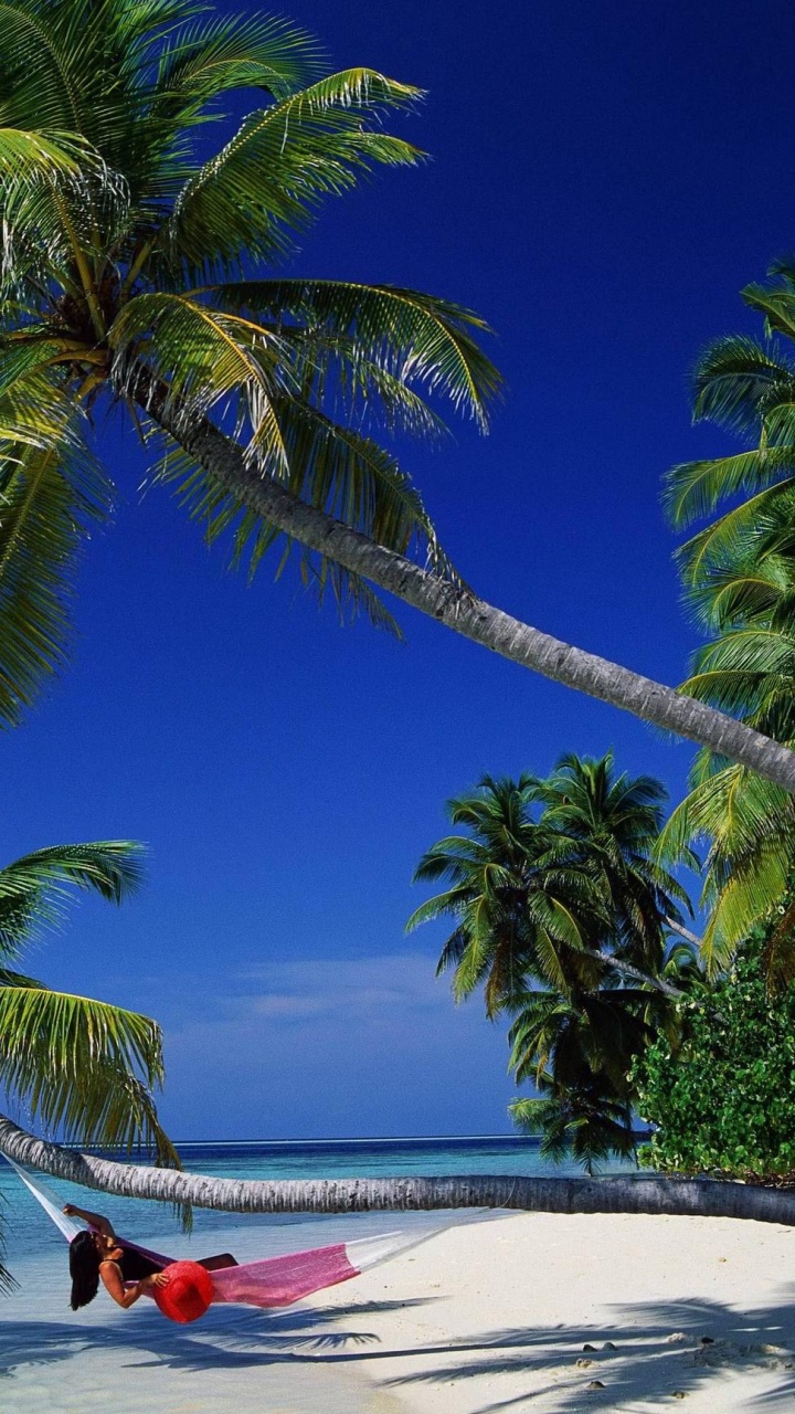 Palmera Verde en la Playa de Arena Blanca Durante el Día. Wallpaper in 720x1280 Resolution