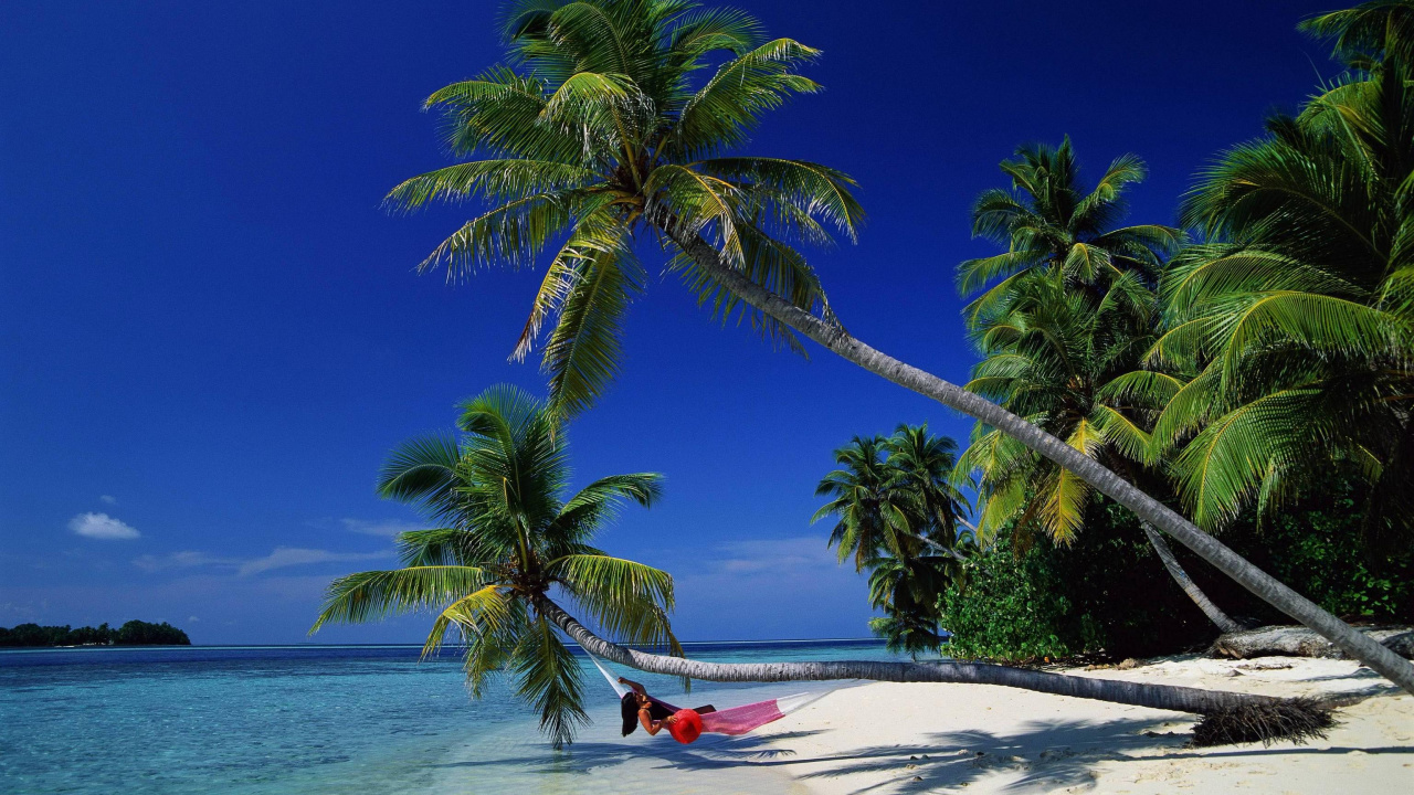 Green Palm Tree on White Sand Beach During Daytime. Wallpaper in 1280x720 Resolution