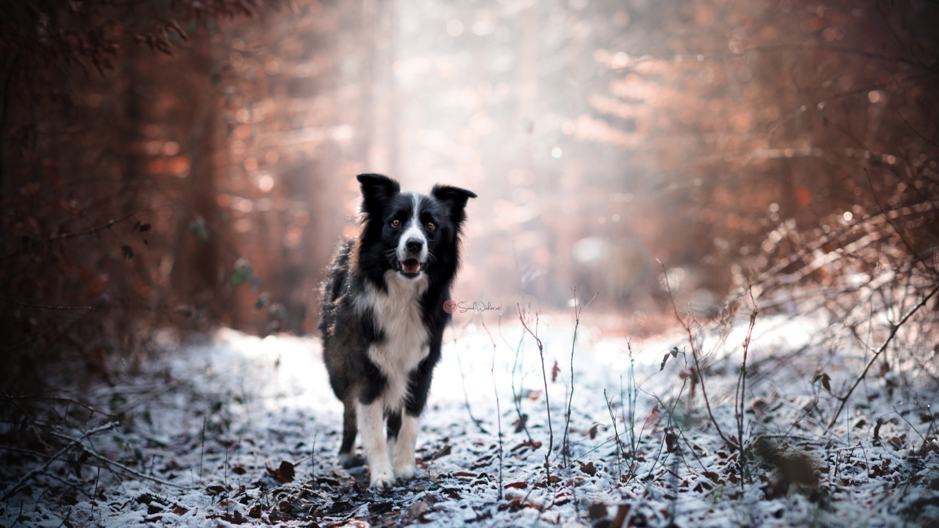 Einfrieren, Hunderasse, Border Collie, Hund, Winter. Wallpaper in 1366x768 Resolution