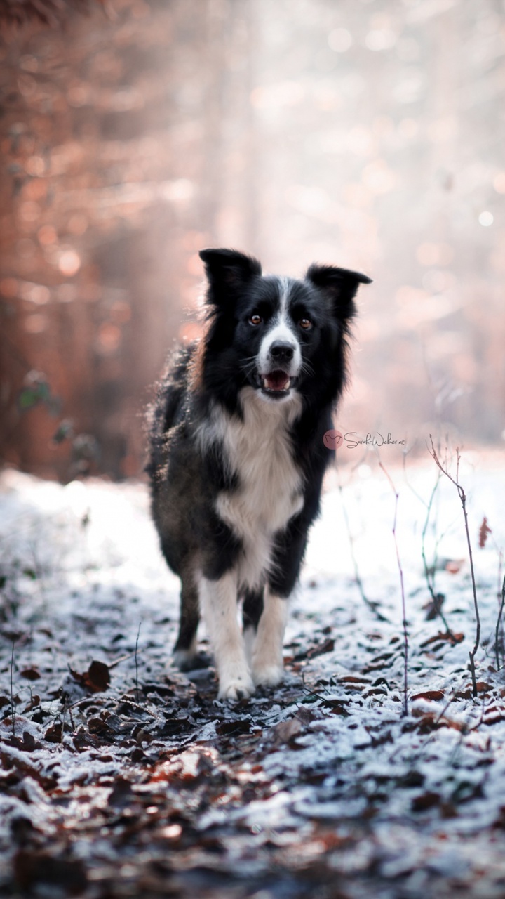 Congélation, Race de Chien, Border Collie, Chien, Hiver. Wallpaper in 720x1280 Resolution