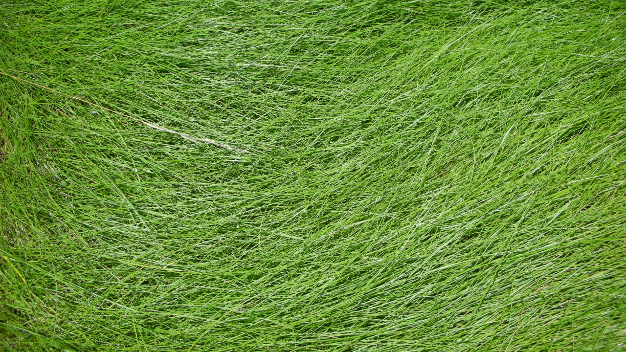 Green Grass Field During Daytime. Wallpaper in 1280x720 Resolution
