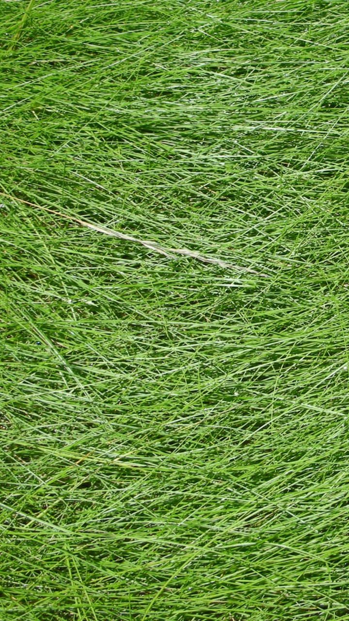 Green Grass Field During Daytime. Wallpaper in 720x1280 Resolution