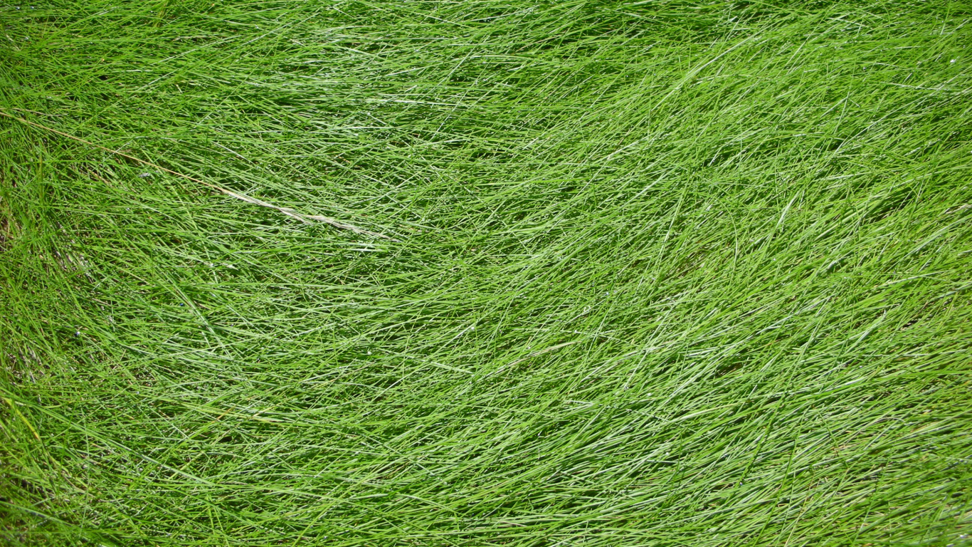 Tagsüber Grüne Wiese. Wallpaper in 1366x768 Resolution
