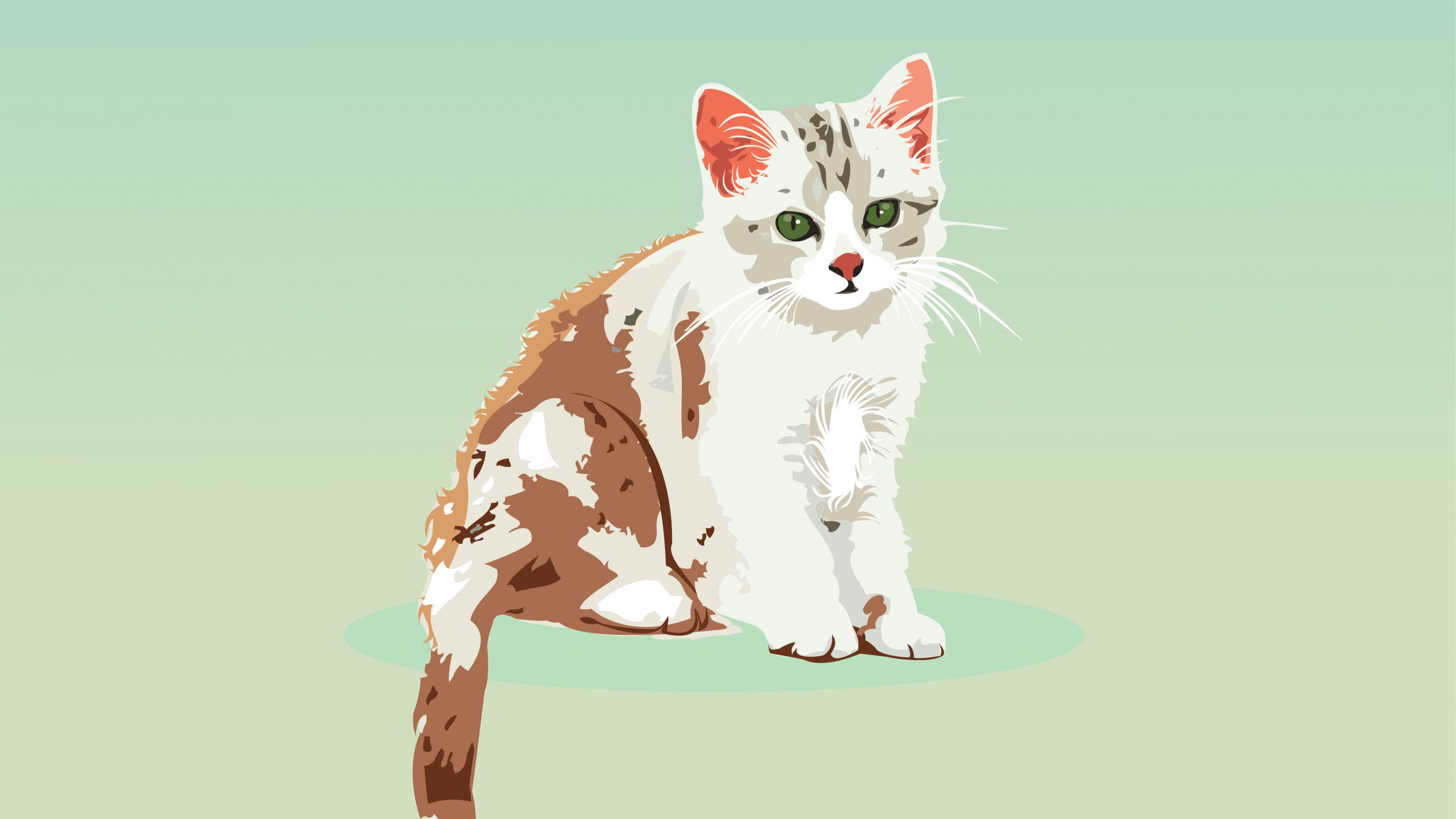 Chat Blanc et Brun Sur Fond Bleu. Wallpaper in 2560x1440 Resolution