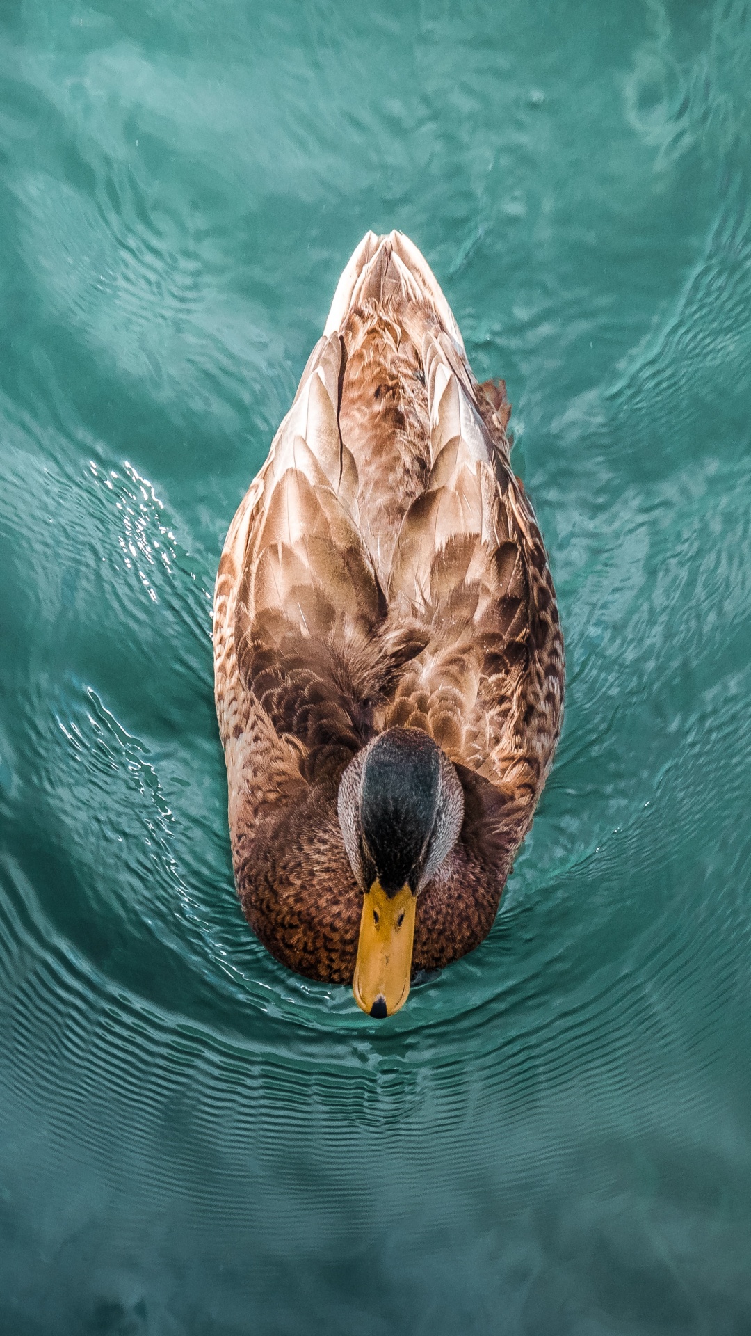 Braune Ente Tagsüber Auf Dem Wasser. Wallpaper in 1080x1920 Resolution