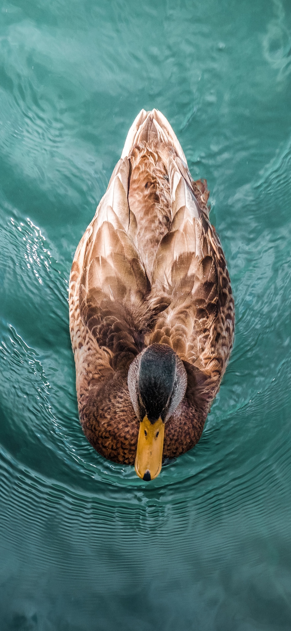 Braune Ente Tagsüber Auf Dem Wasser. Wallpaper in 1125x2436 Resolution