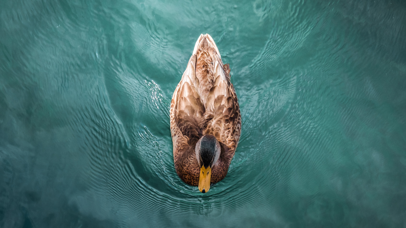 Braune Ente Tagsüber Auf Dem Wasser. Wallpaper in 1366x768 Resolution