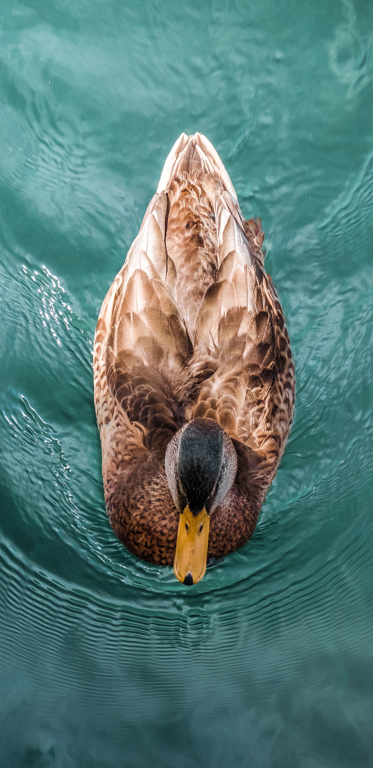 Pato Marrón en el Agua Durante el Día. Wallpaper in 1440x2960 Resolution