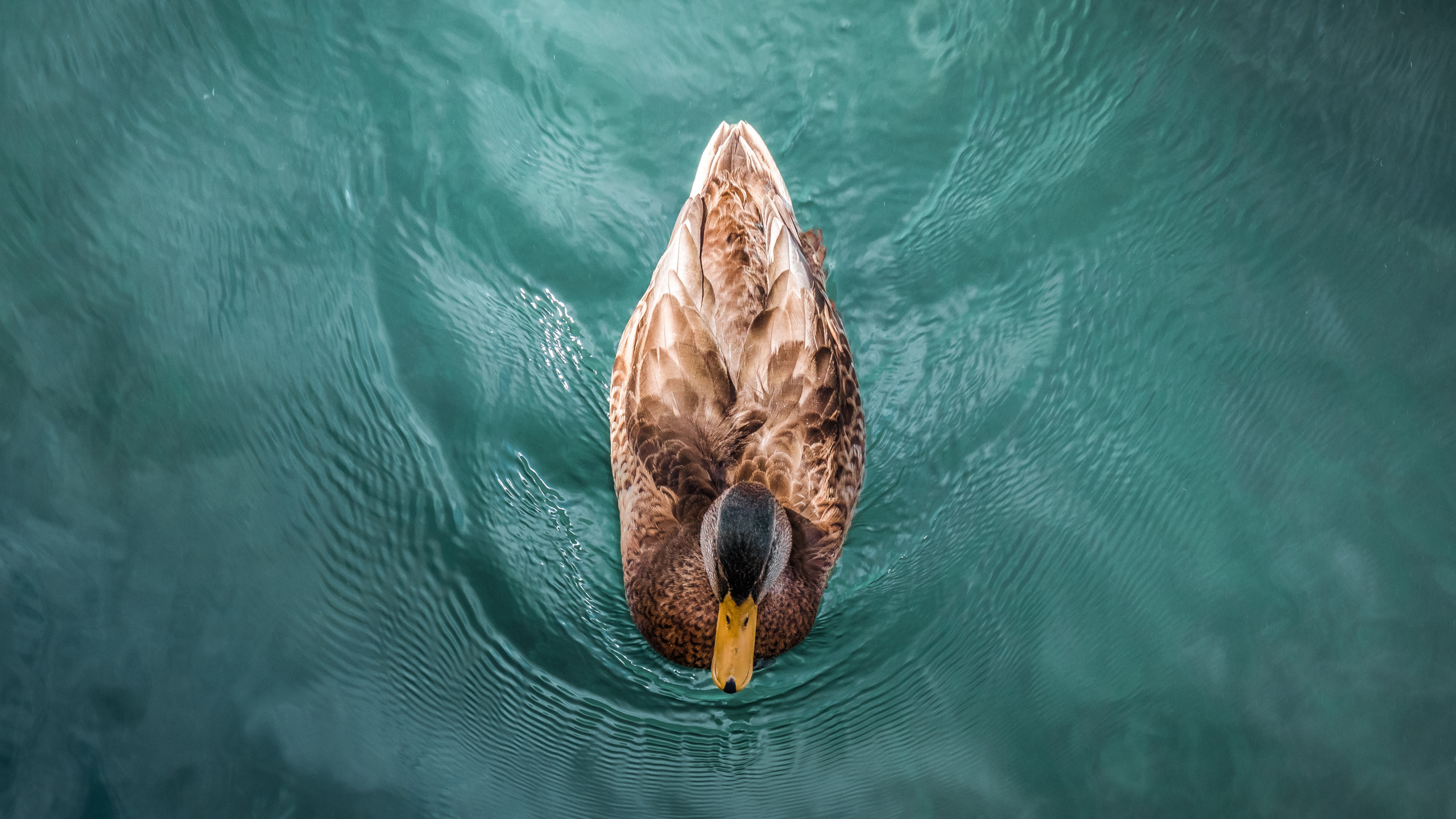 Canard Brun Sur L'eau Pendant la Journée. Wallpaper in 2560x1440 Resolution