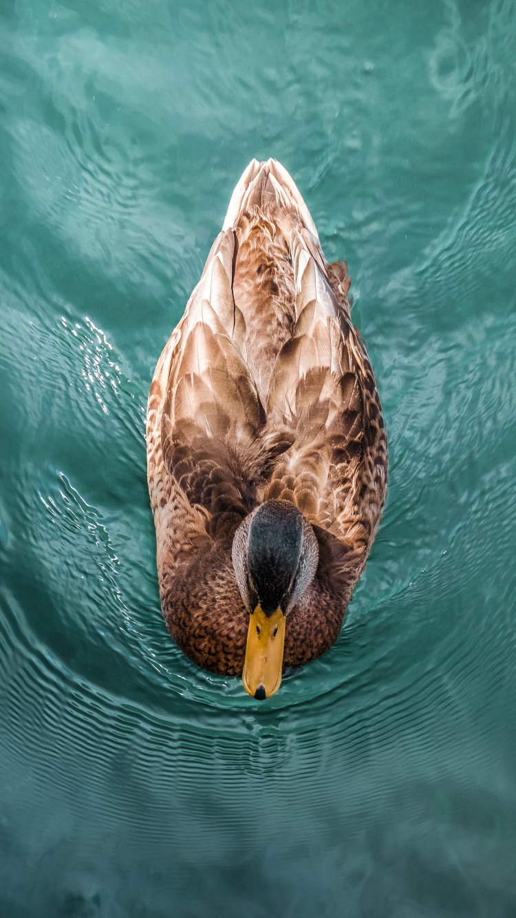 Canard Brun Sur L'eau Pendant la Journée. Wallpaper in 750x1334 Resolution