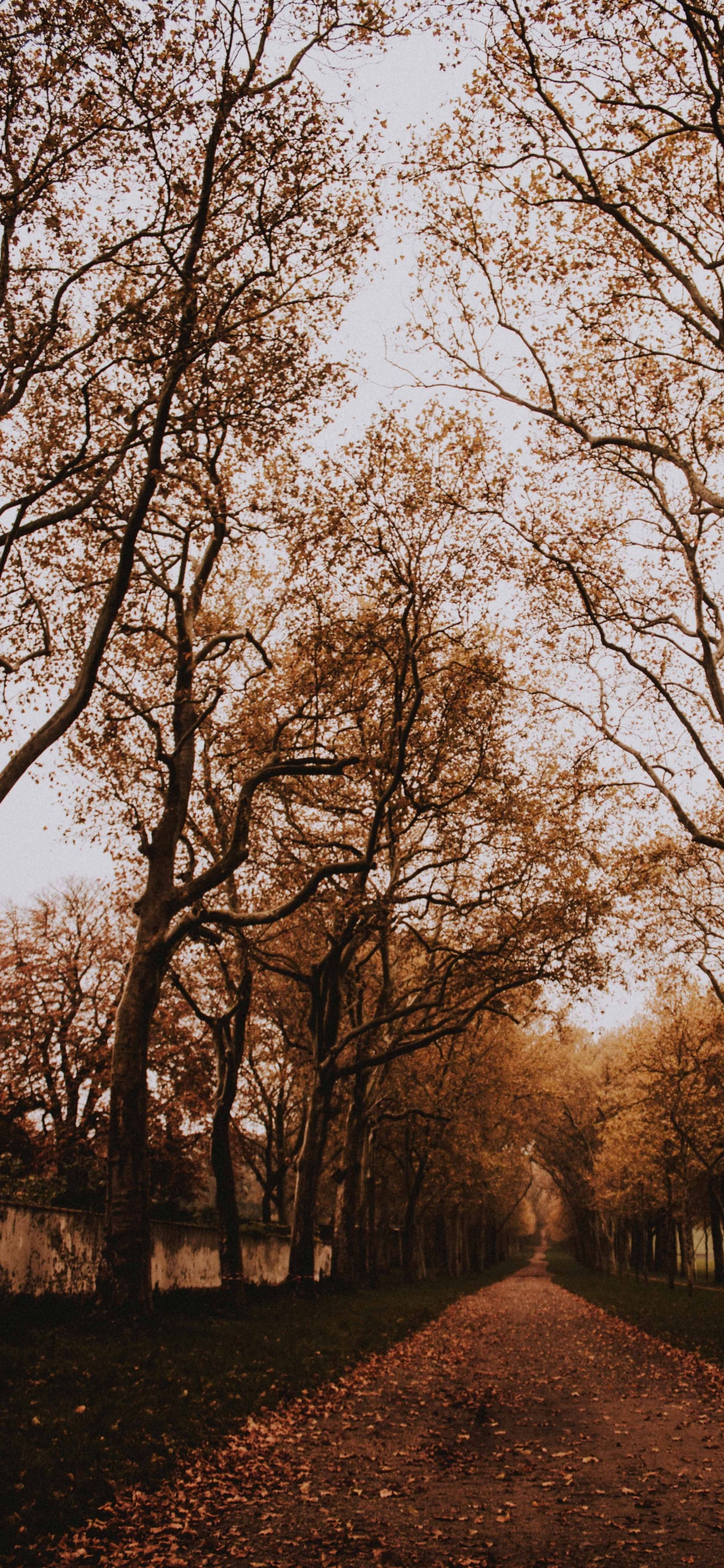 Plantes Ligneuses, Forêt, Paysage Naturel, Ciel, Feuilles Caduques. Wallpaper in 1125x2436 Resolution