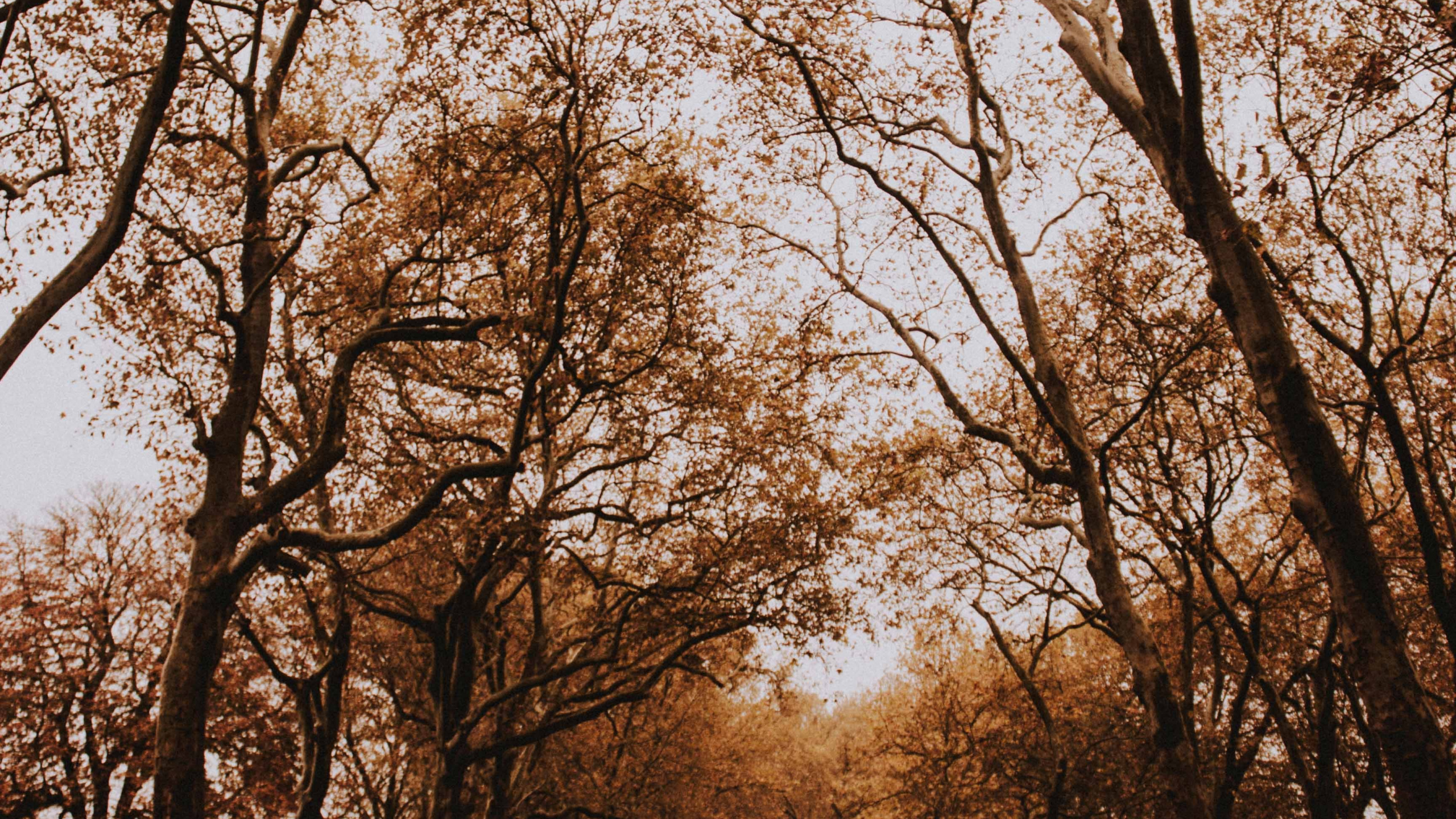 Plantes Ligneuses, Forêt, Paysage Naturel, Ciel, Feuilles Caduques. Wallpaper in 2560x1440 Resolution