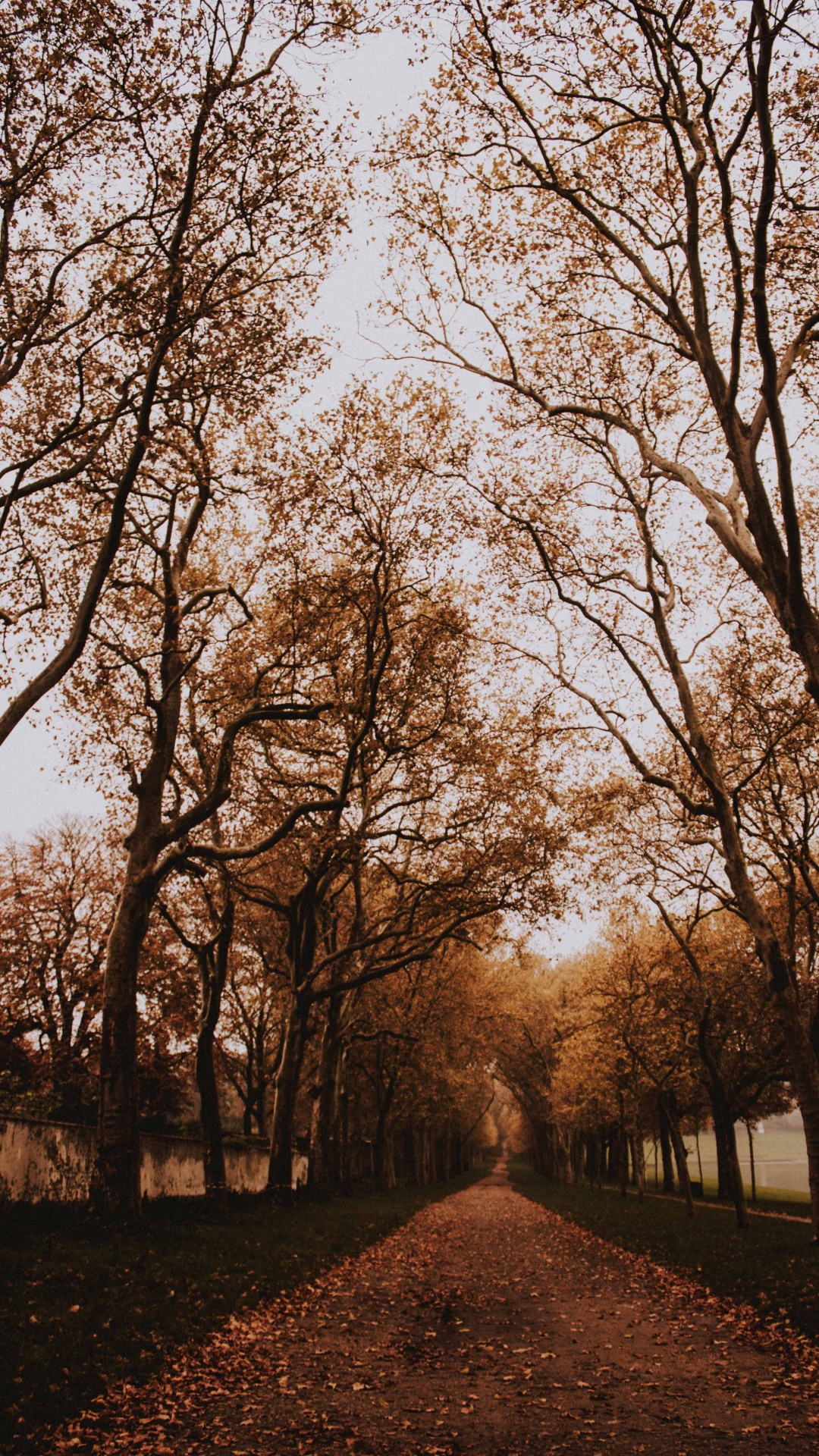 Woody Plant, Forest, Natural Landscape, Sky, Deciduous. Wallpaper in 1080x1920 Resolution