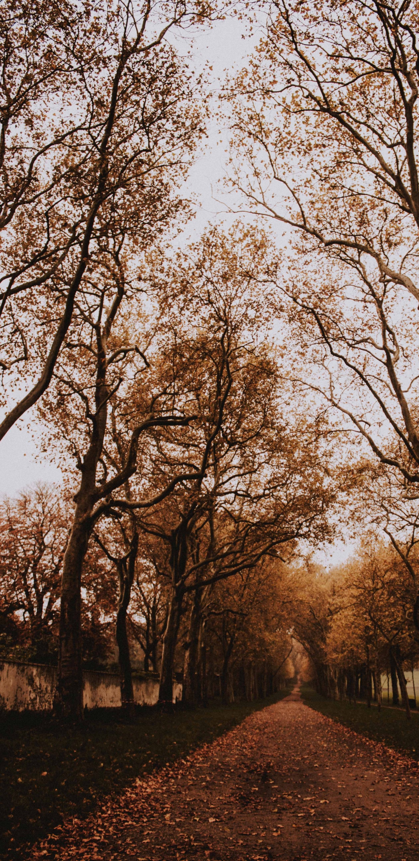 Woody Plant, Forest, Natural Landscape, Sky, Deciduous. Wallpaper in 1440x2960 Resolution