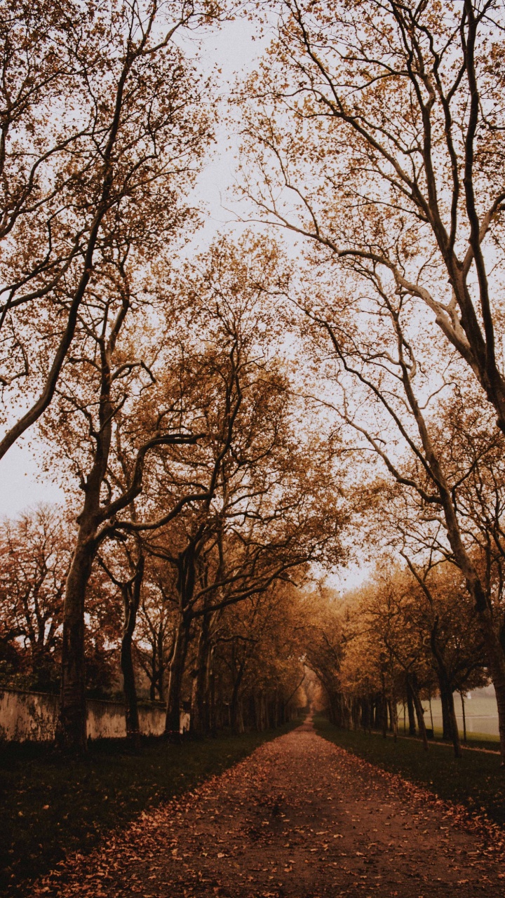 Woody Plant, Forest, Natural Landscape, Sky, Deciduous. Wallpaper in 720x1280 Resolution