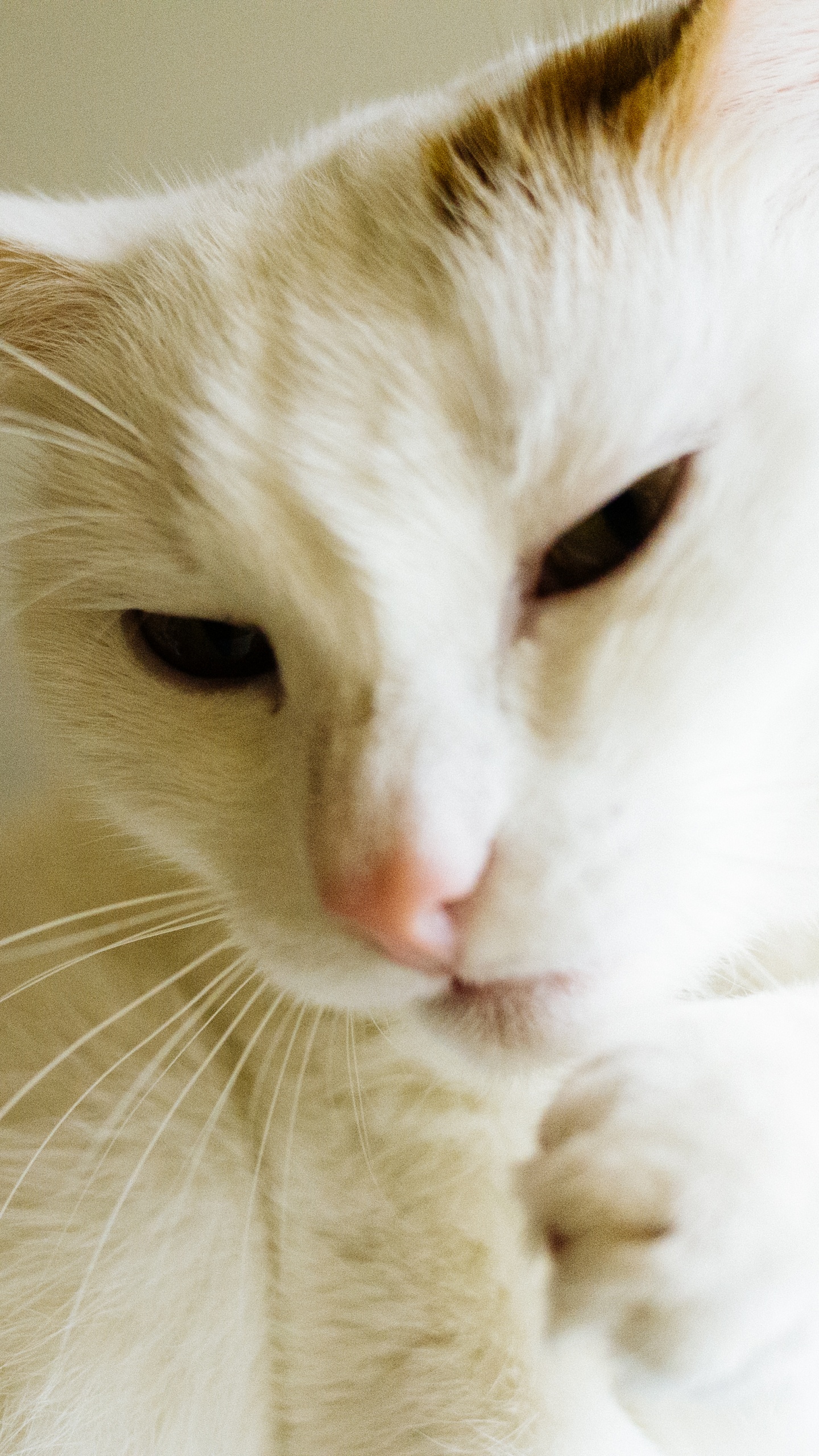 White and Brown Short Fur Cat. Wallpaper in 1440x2560 Resolution