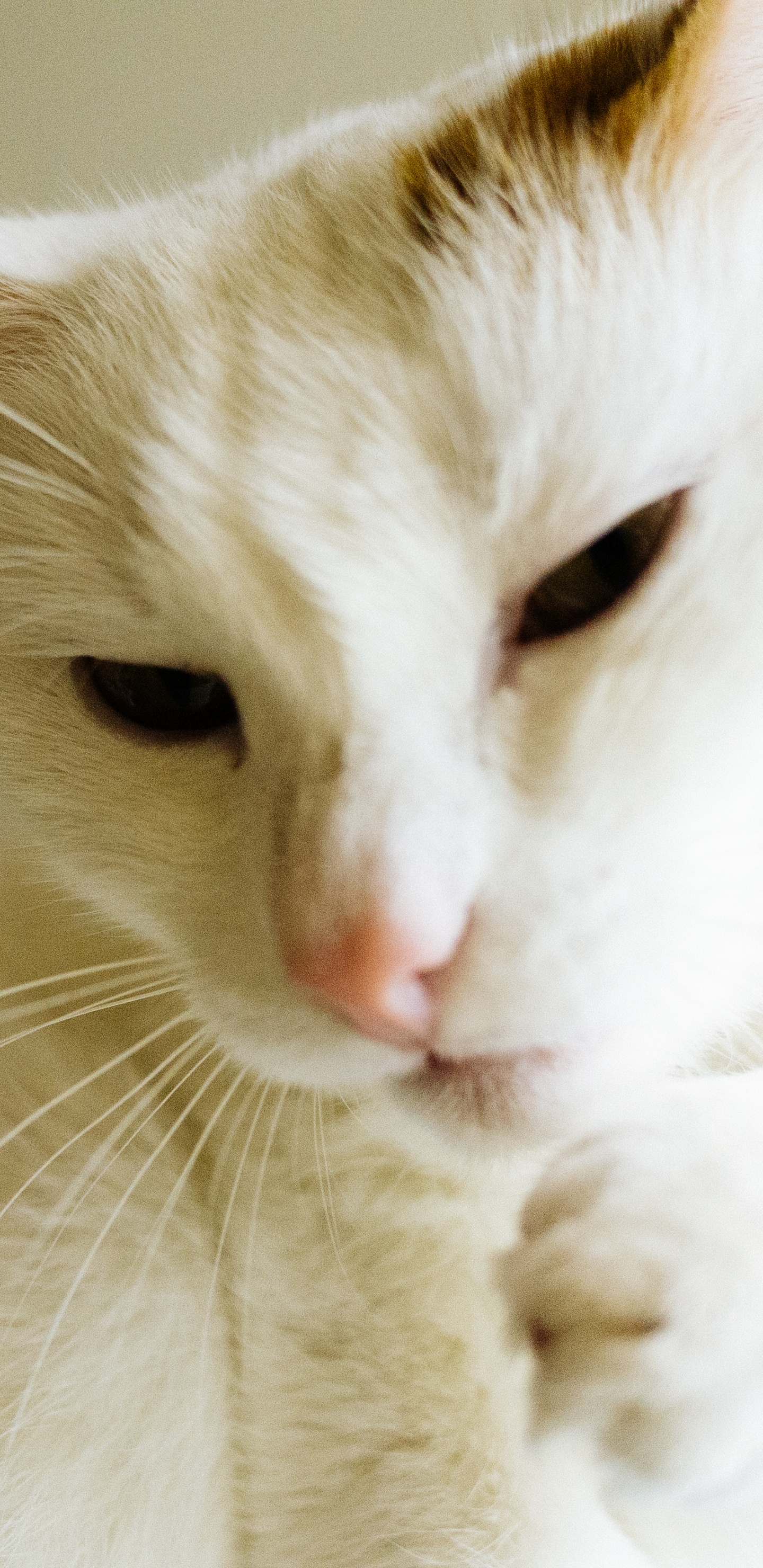 White and Brown Short Fur Cat. Wallpaper in 1440x2960 Resolution
