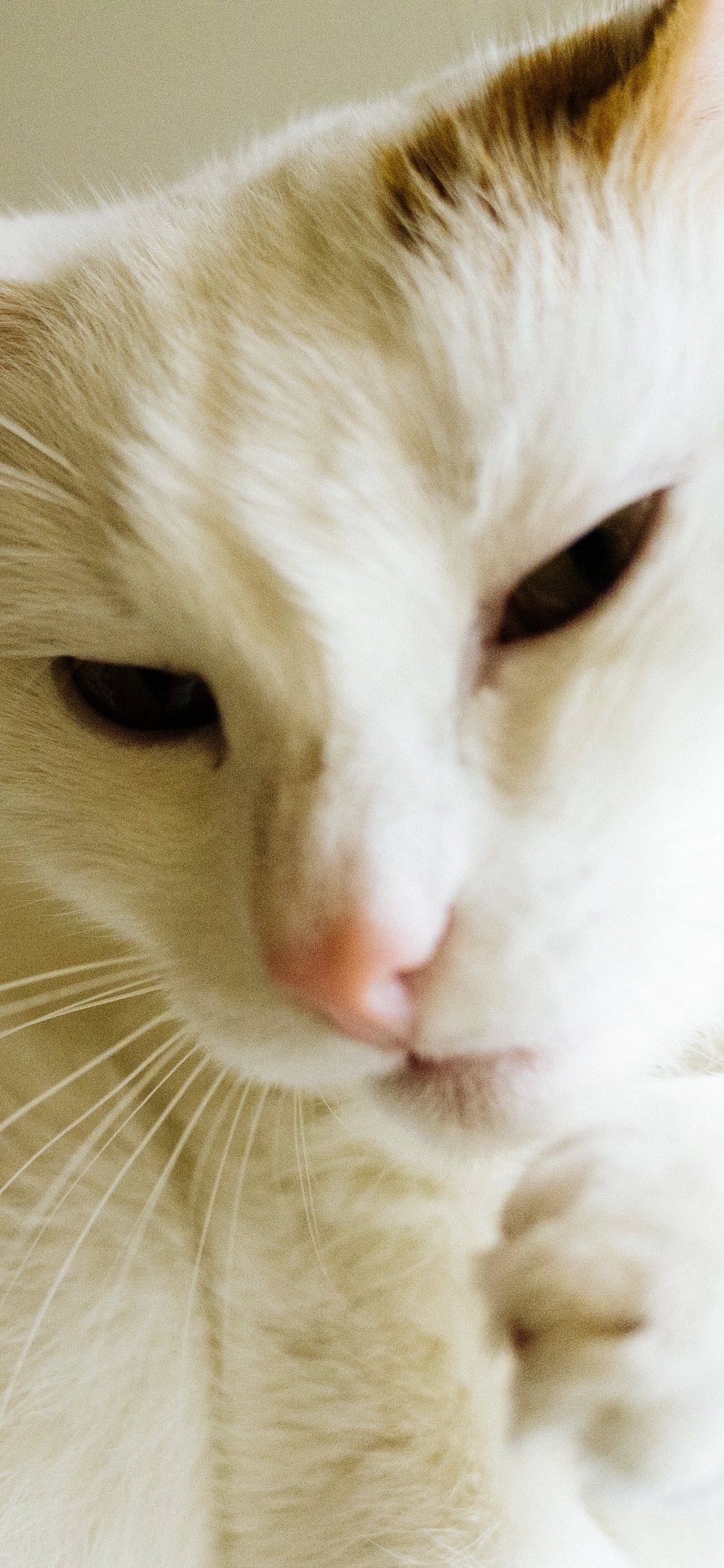 Weiße Und Braune Kurzfellkatze. Wallpaper in 1125x2436 Resolution