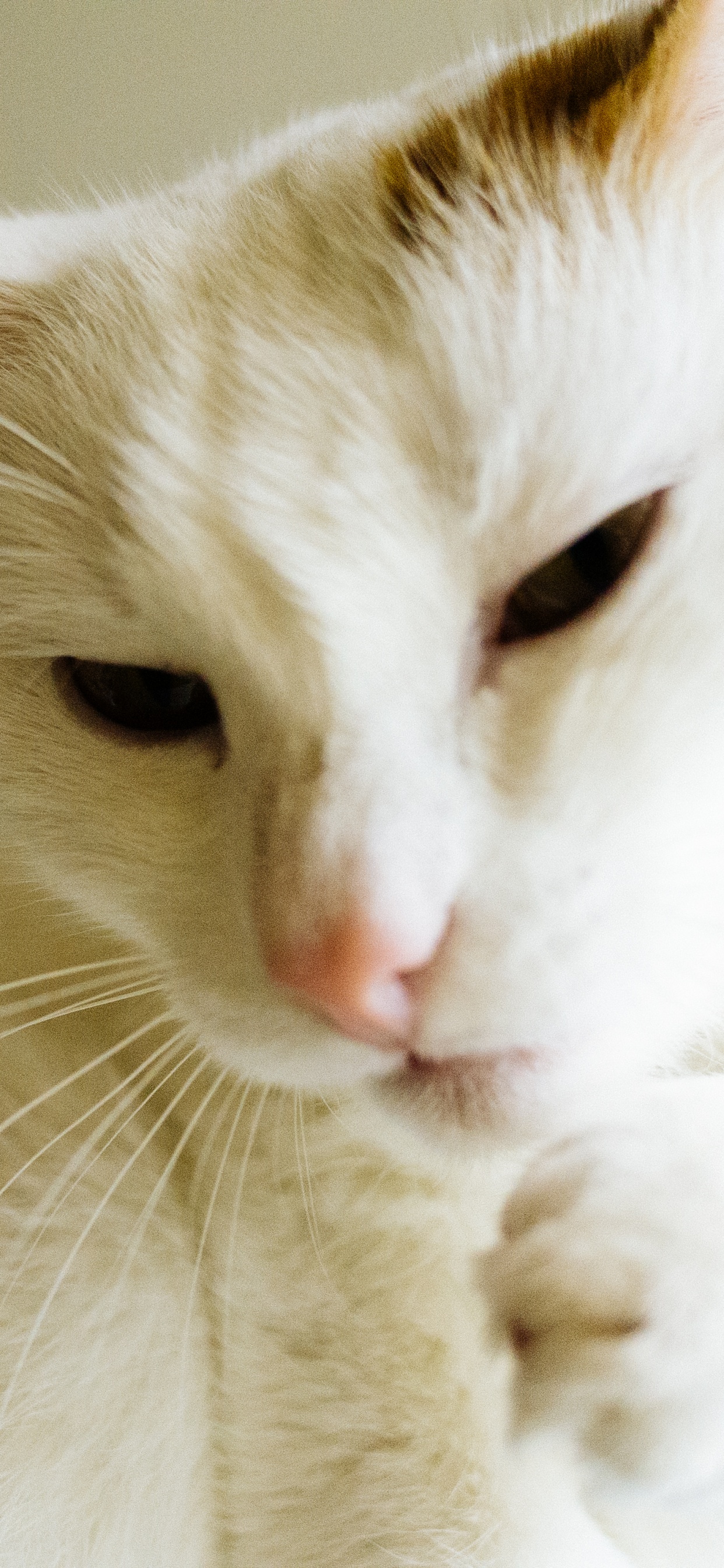 Gato de Pelo Corto Blanco y Marrón. Wallpaper in 1242x2688 Resolution