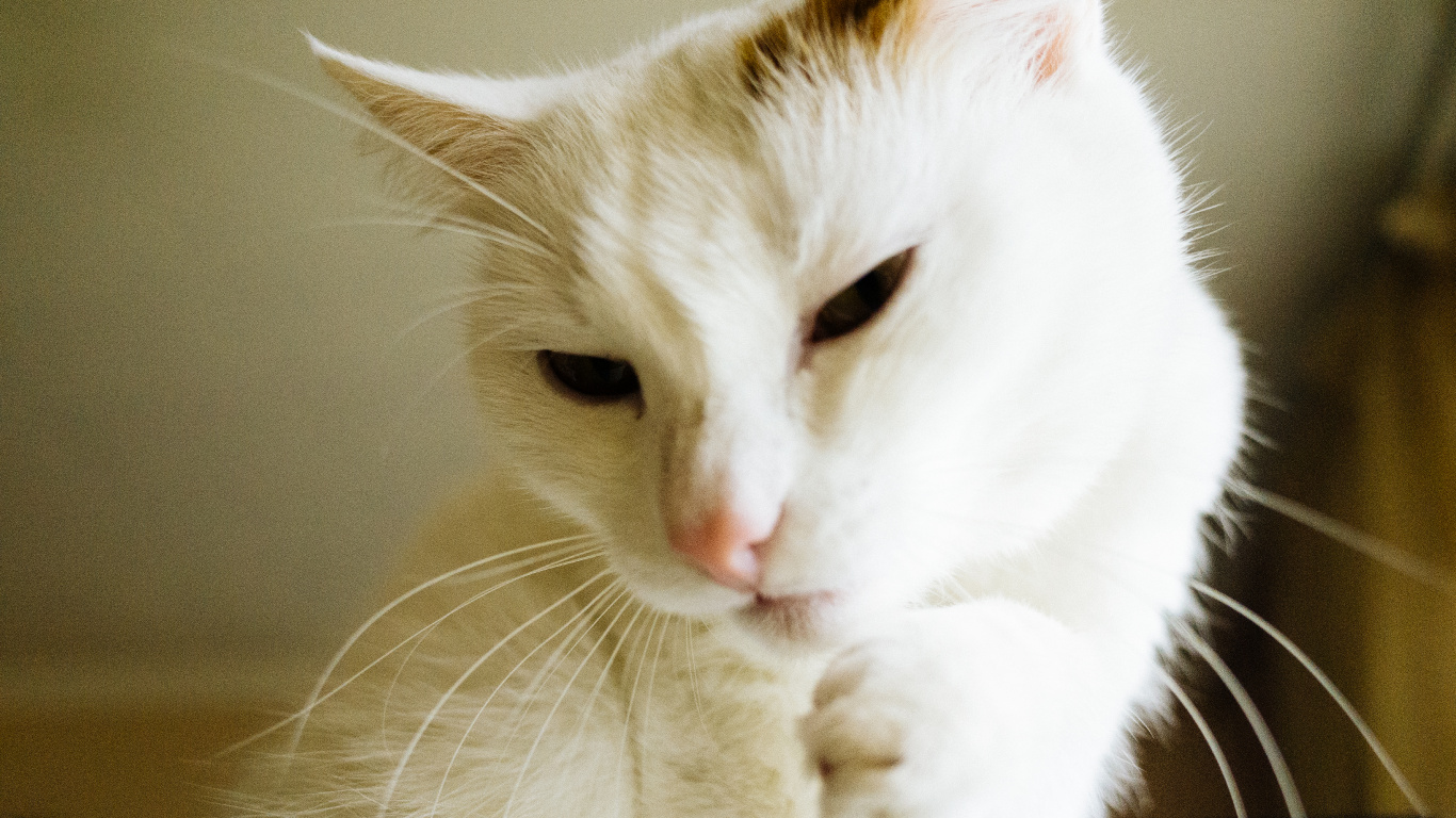 Gato de Pelo Corto Blanco y Marrón. Wallpaper in 1366x768 Resolution