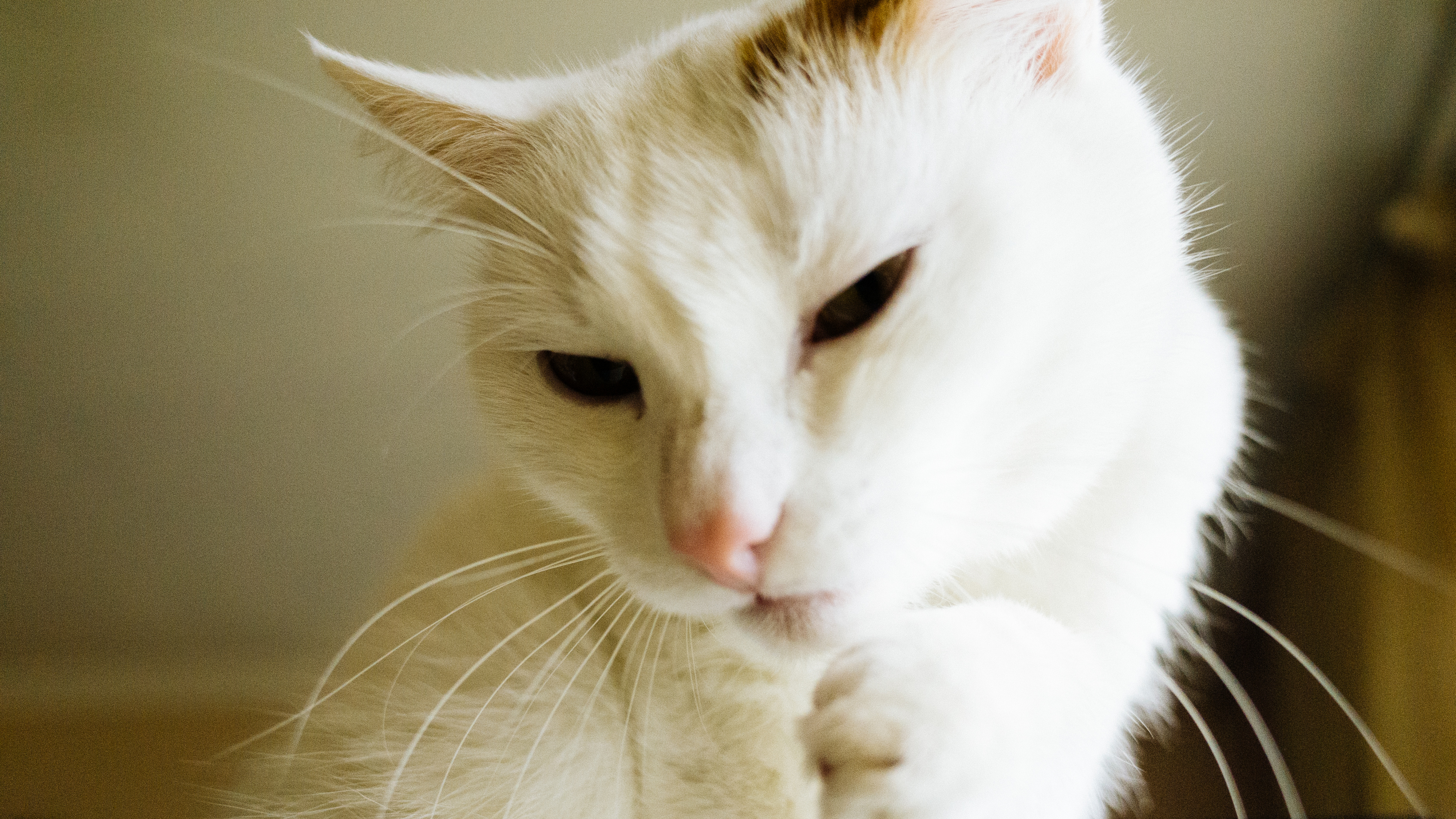 Gato de Pelo Corto Blanco y Marrón. Wallpaper in 3840x2160 Resolution