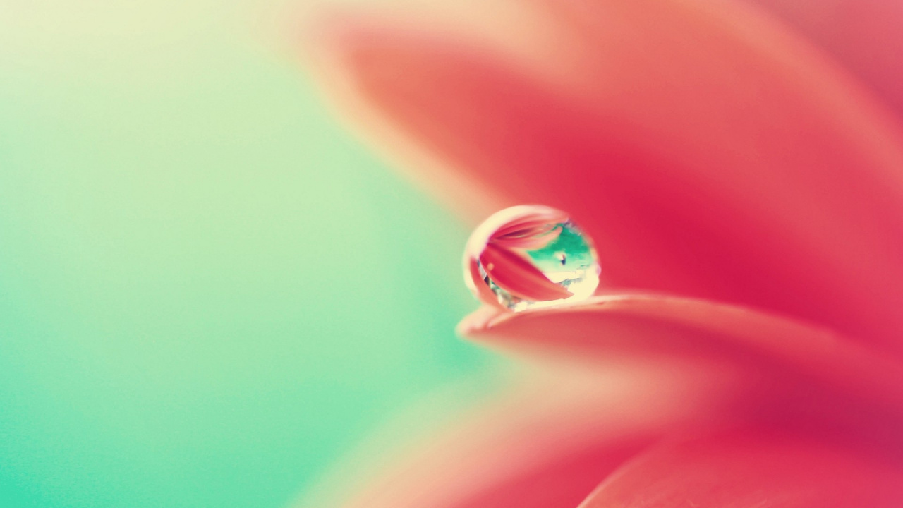 Rosée de L'eau Sur la Fleur Rose. Wallpaper in 1280x720 Resolution