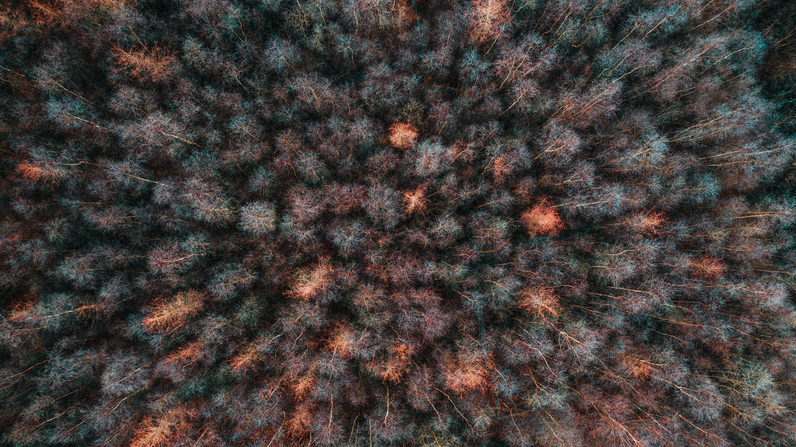 Brown, Tricot, Laine, Art Fractal, Art. Wallpaper in 2560x1440 Resolution
