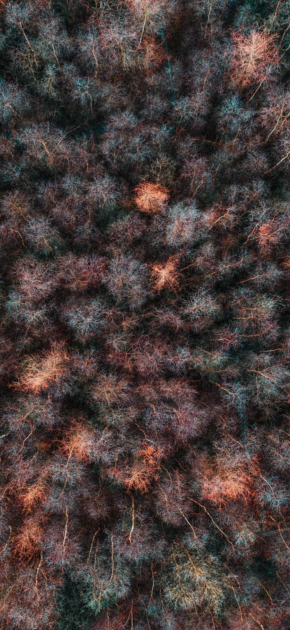 棕色, 编织, 羊毛, 分形技术, 艺术 壁纸 1125x2436 允许