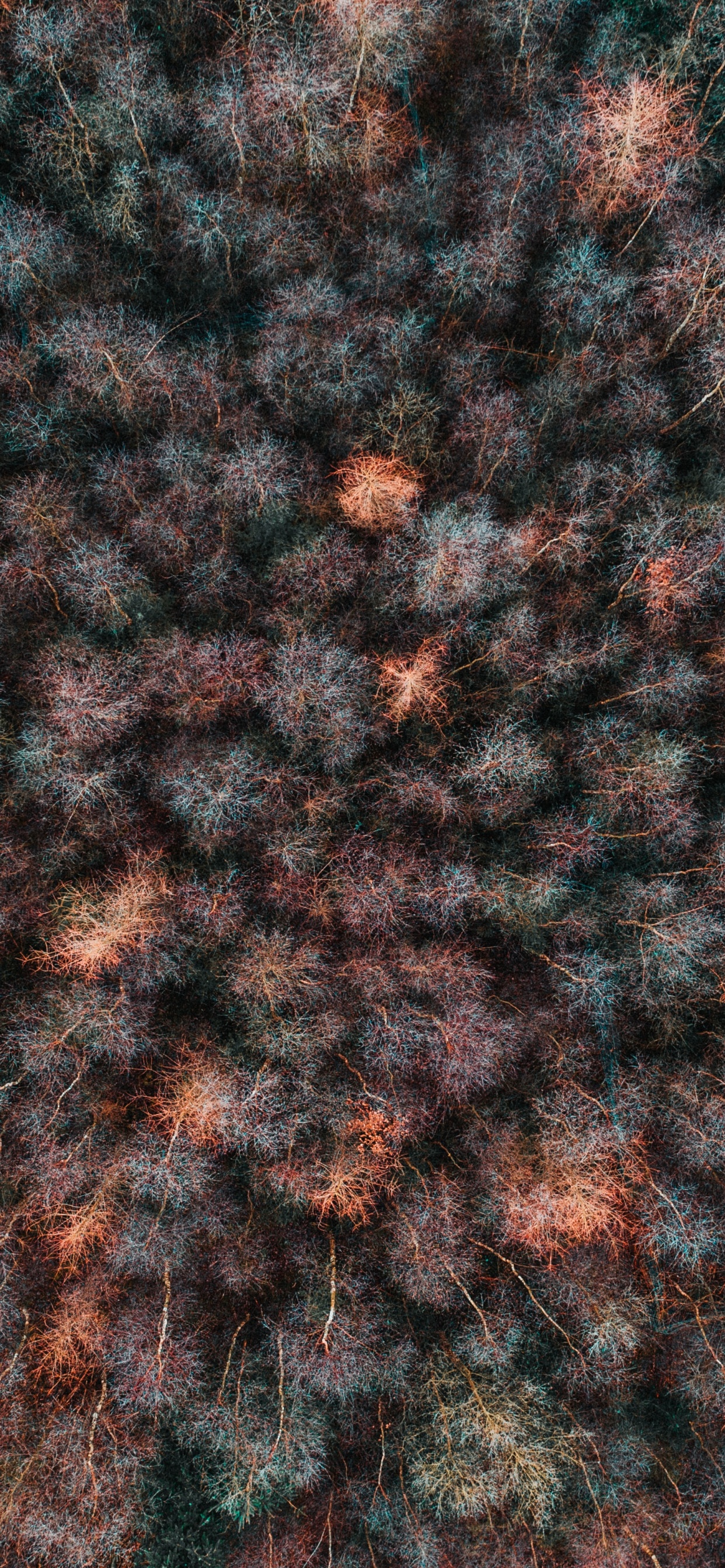 棕色, 编织, 羊毛, 分形技术, 艺术 壁纸 1242x2688 允许