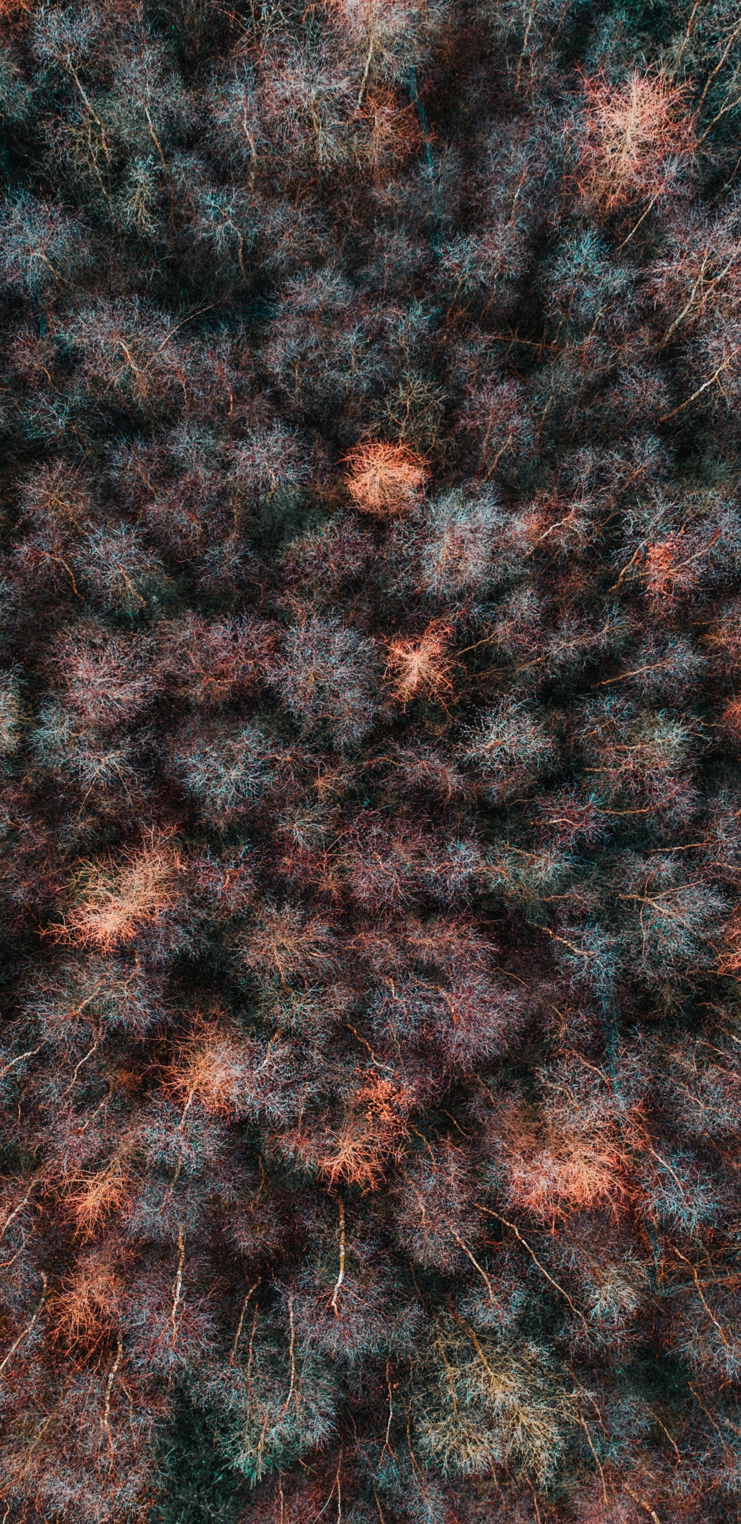 棕色, 编织, 羊毛, 分形技术, 艺术 壁纸 1440x2960 允许