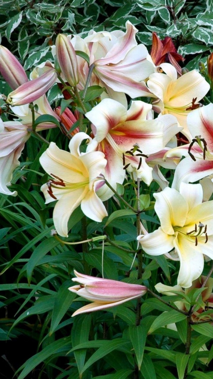 Rosa Und Gelbe Blumen Auf Grünem Gras. Wallpaper in 720x1280 Resolution