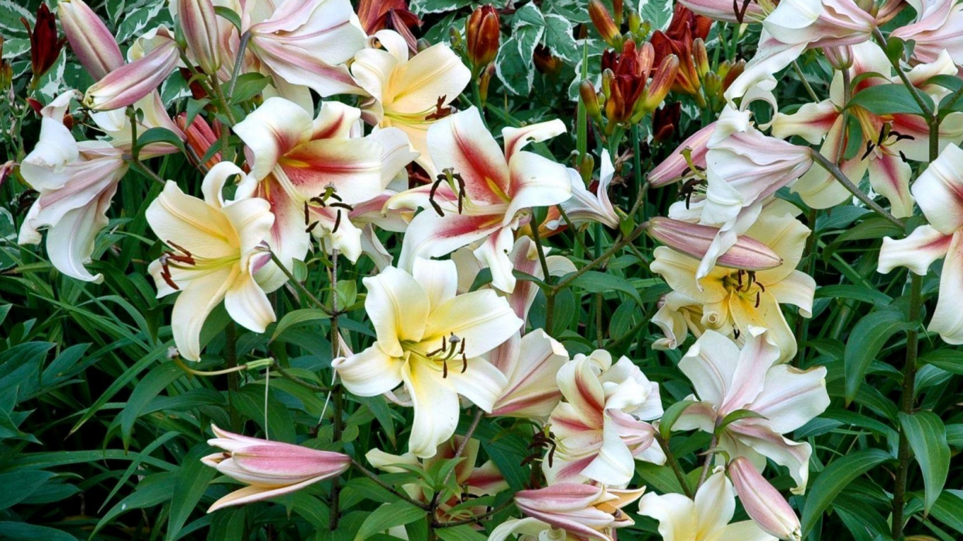 Pink and Yellow Flowers on Green Grass. Wallpaper in 1366x768 Resolution