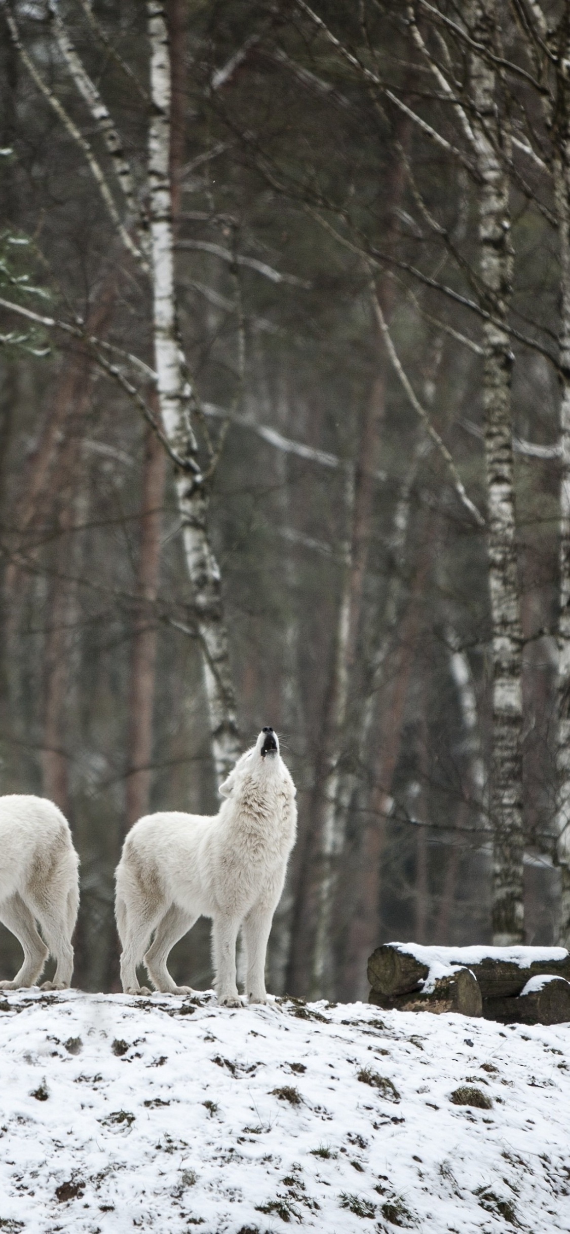 Lebensraum, Wolf, Baum, Naturlandschaft, Holz. Wallpaper in 1125x2436 Resolution