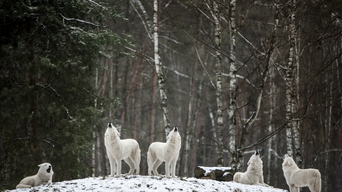 Lebensraum, Wolf, Baum, Naturlandschaft, Holz. Wallpaper in 1366x768 Resolution