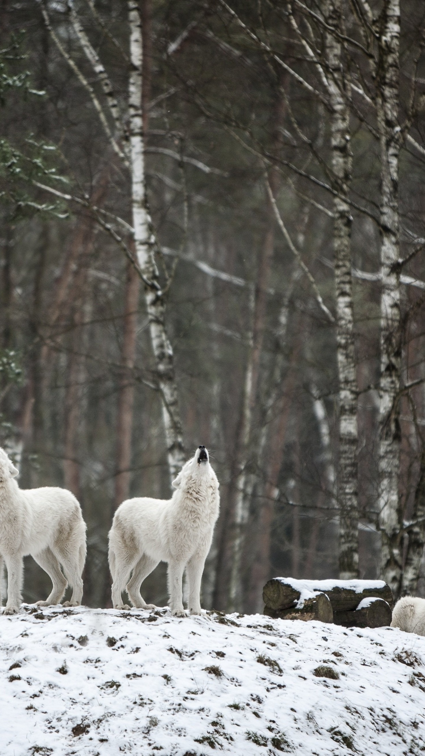 Lebensraum, Wolf, Baum, Naturlandschaft, Holz. Wallpaper in 1440x2560 Resolution