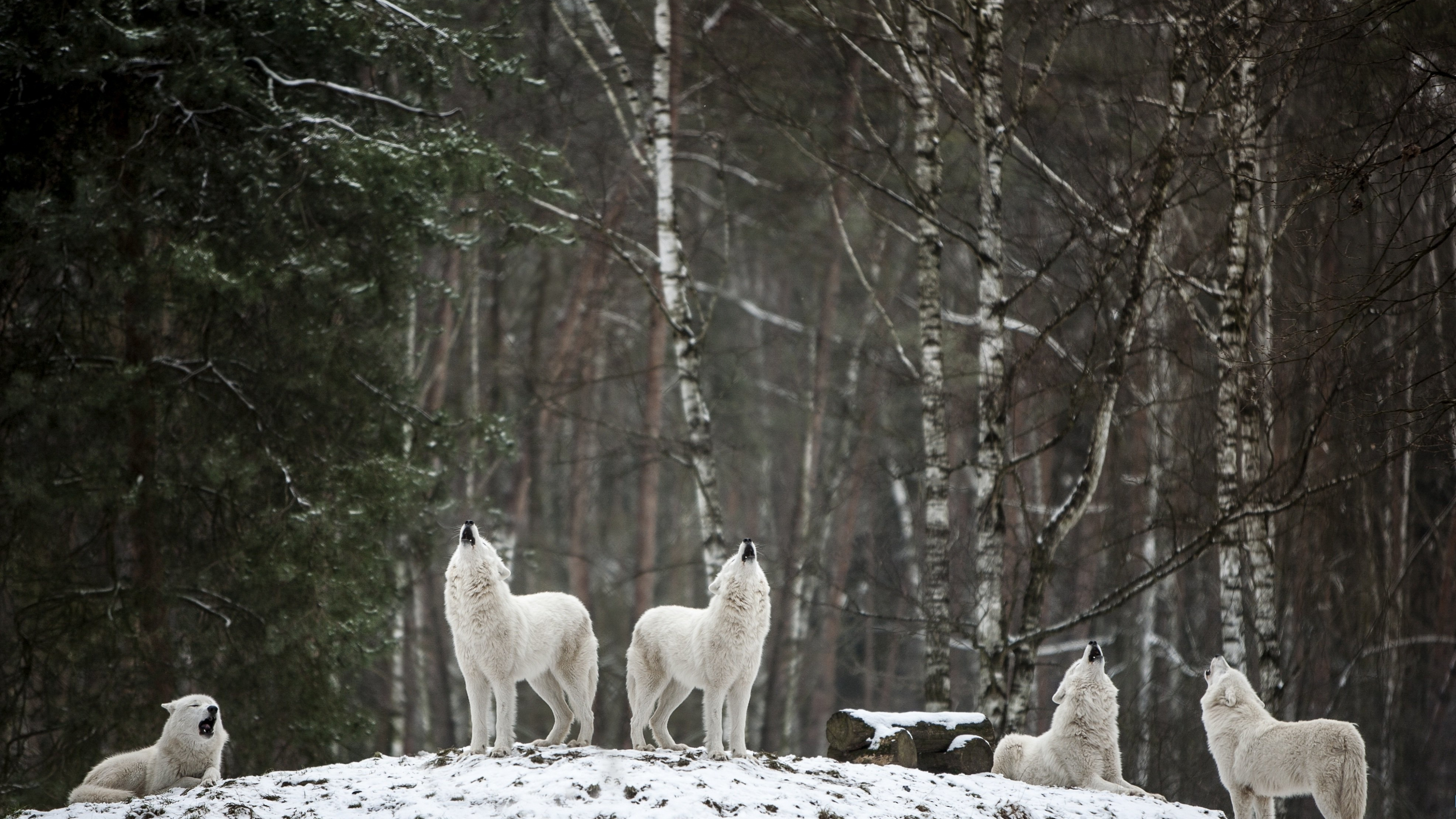 Lebensraum, Wolf, Baum, Naturlandschaft, Holz. Wallpaper in 3840x2160 Resolution