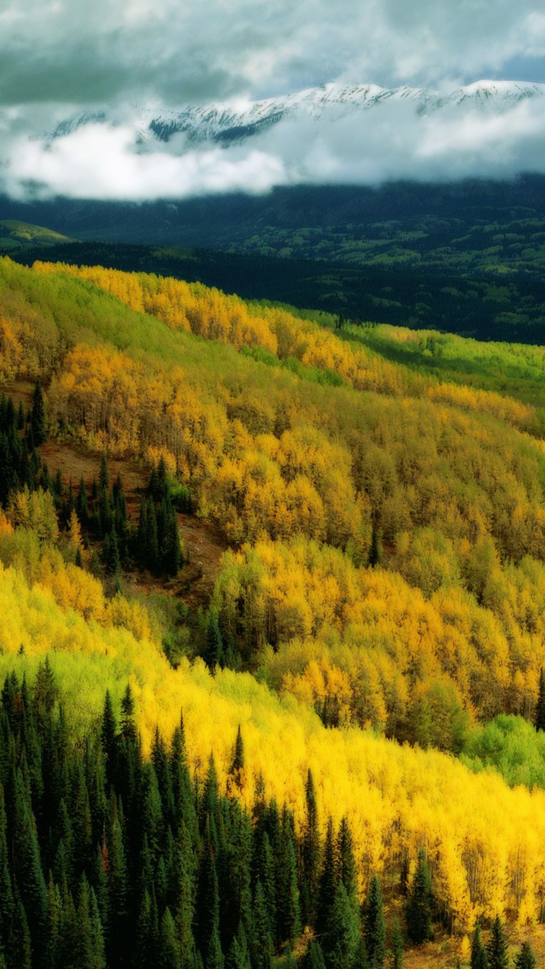 Green and Yellow Trees Under White Clouds and Blue Sky During Daytime. Wallpaper in 1080x1920 Resolution