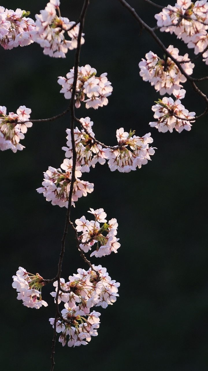 Flores Blancas en Lente de Cambio de Inclinación. Wallpaper in 720x1280 Resolution