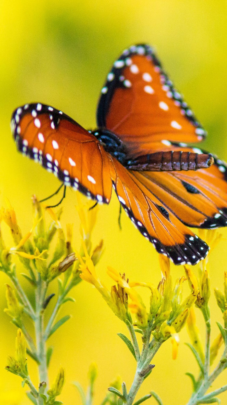 Monarchfalter Thront Auf Gelber Blume in Nahaufnahme Während Des Tages. Wallpaper in 750x1334 Resolution