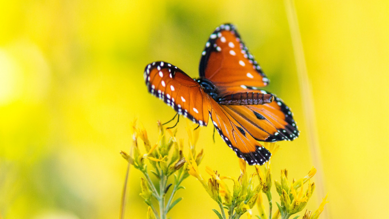 Monarch Butterfly Perched on Yellow Flower in Close up Photography During Daytime. Wallpaper in 1366x768 Resolution