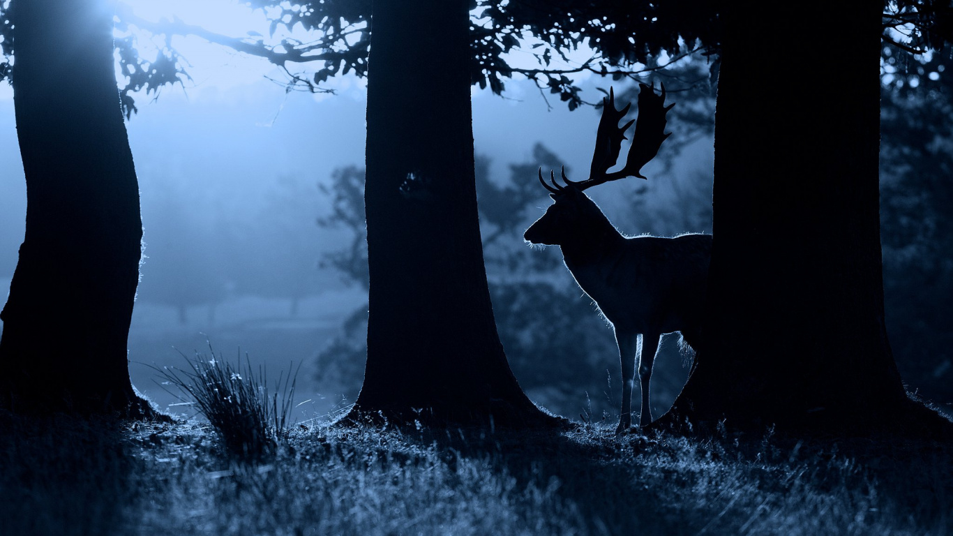 Silhouette of Deer Standing Beside Tree During Daytime. Wallpaper in 1366x768 Resolution