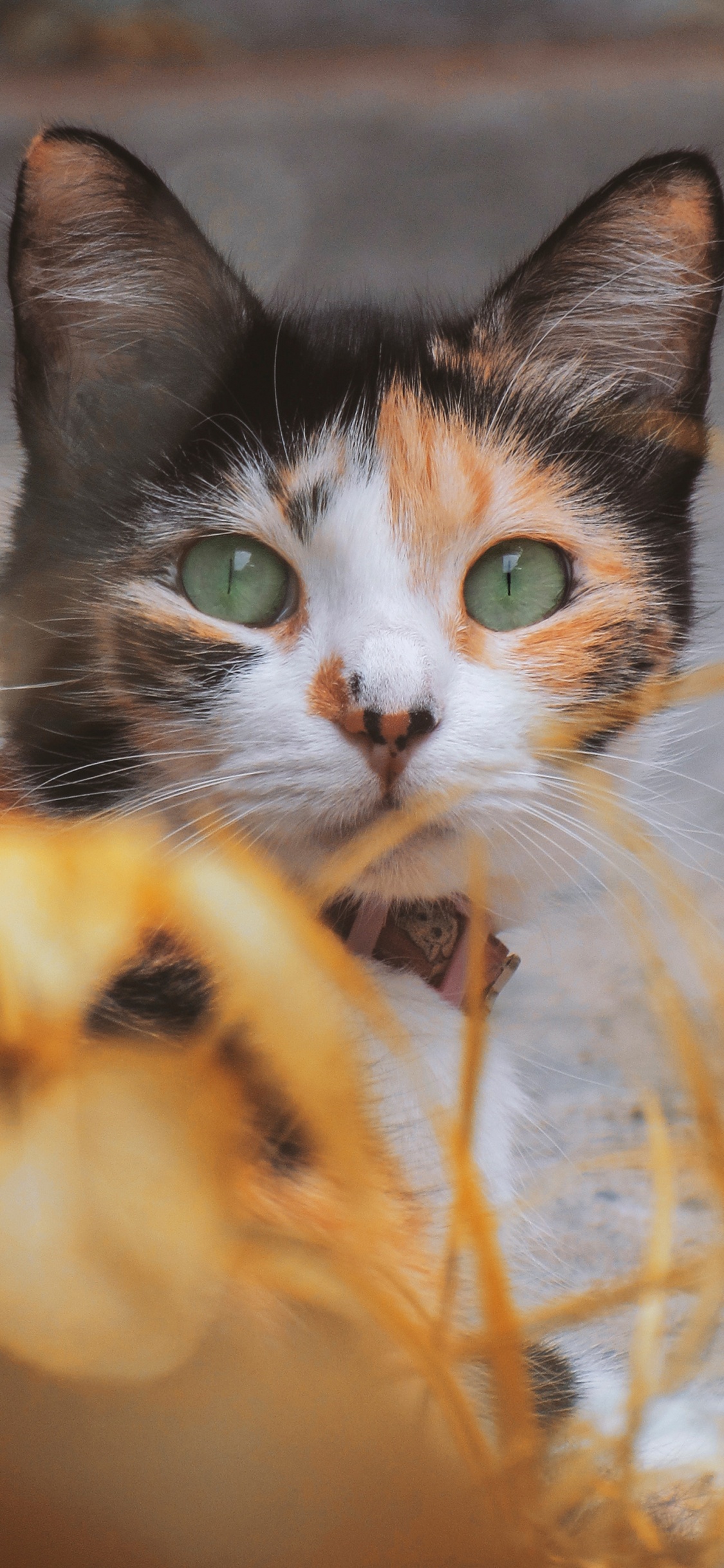 Chat Noir et Brun Sur L'herbe Jaune. Wallpaper in 1125x2436 Resolution