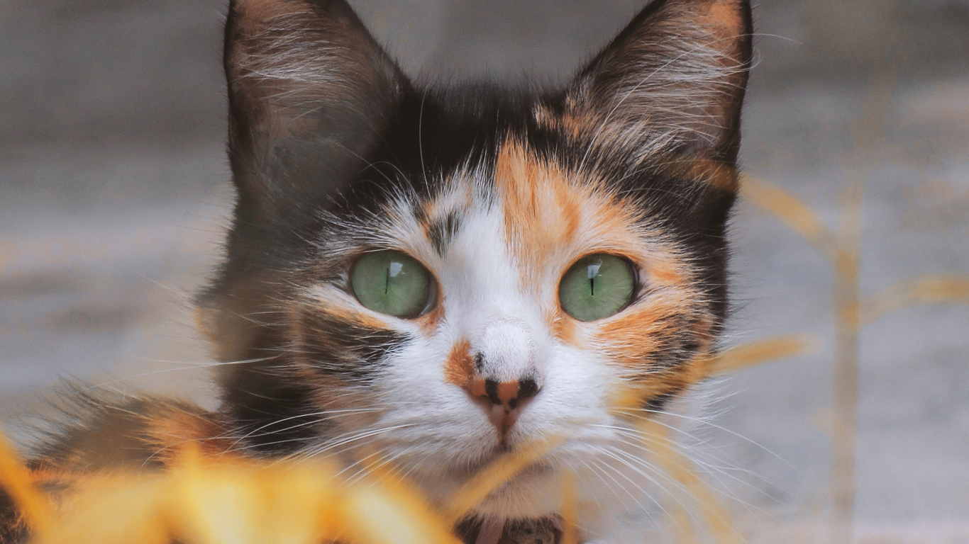 Download 1366x768 Wallpaper Black and Brown Cat on Yellow Grass Black and Brown Cat on Yellow Grass. Wallpaper in 1366x768 Resolution