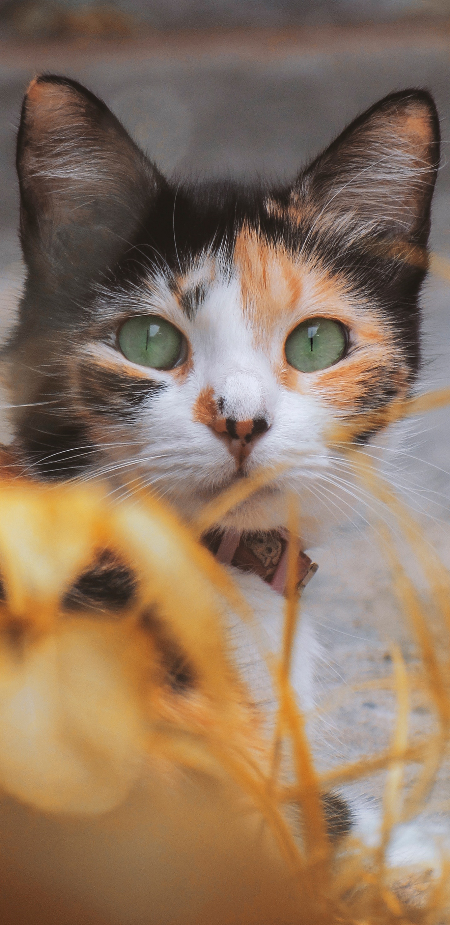 Black and Brown Cat on Yellow Grass. Wallpaper in 1440x2960 Resolution