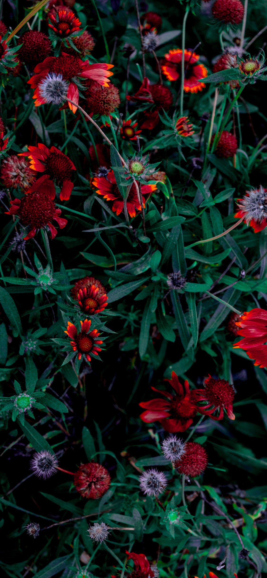 Rote Und Rosa Blüten Mit Grünen Blättern. Wallpaper in 1125x2436 Resolution