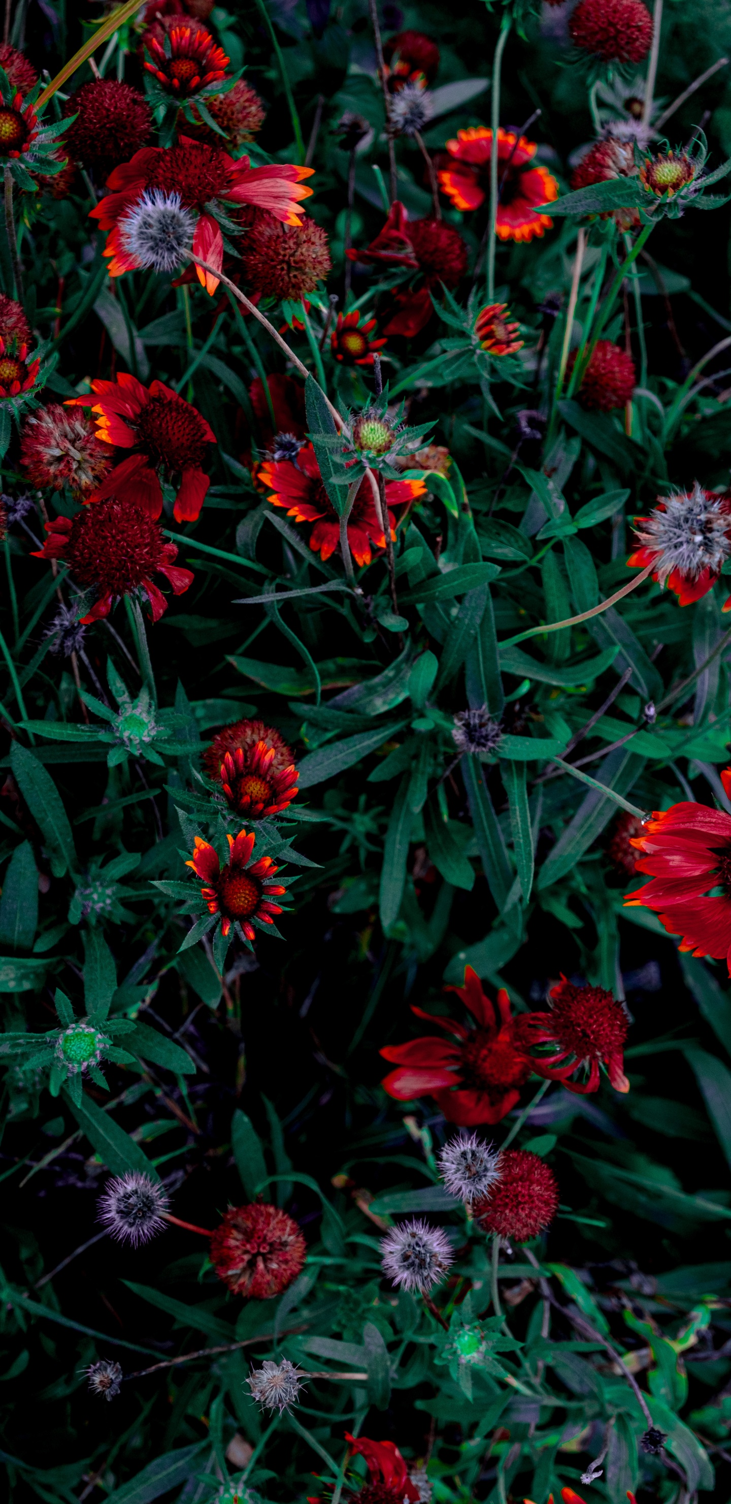 Rote Und Rosa Blüten Mit Grünen Blättern. Wallpaper in 1440x2960 Resolution