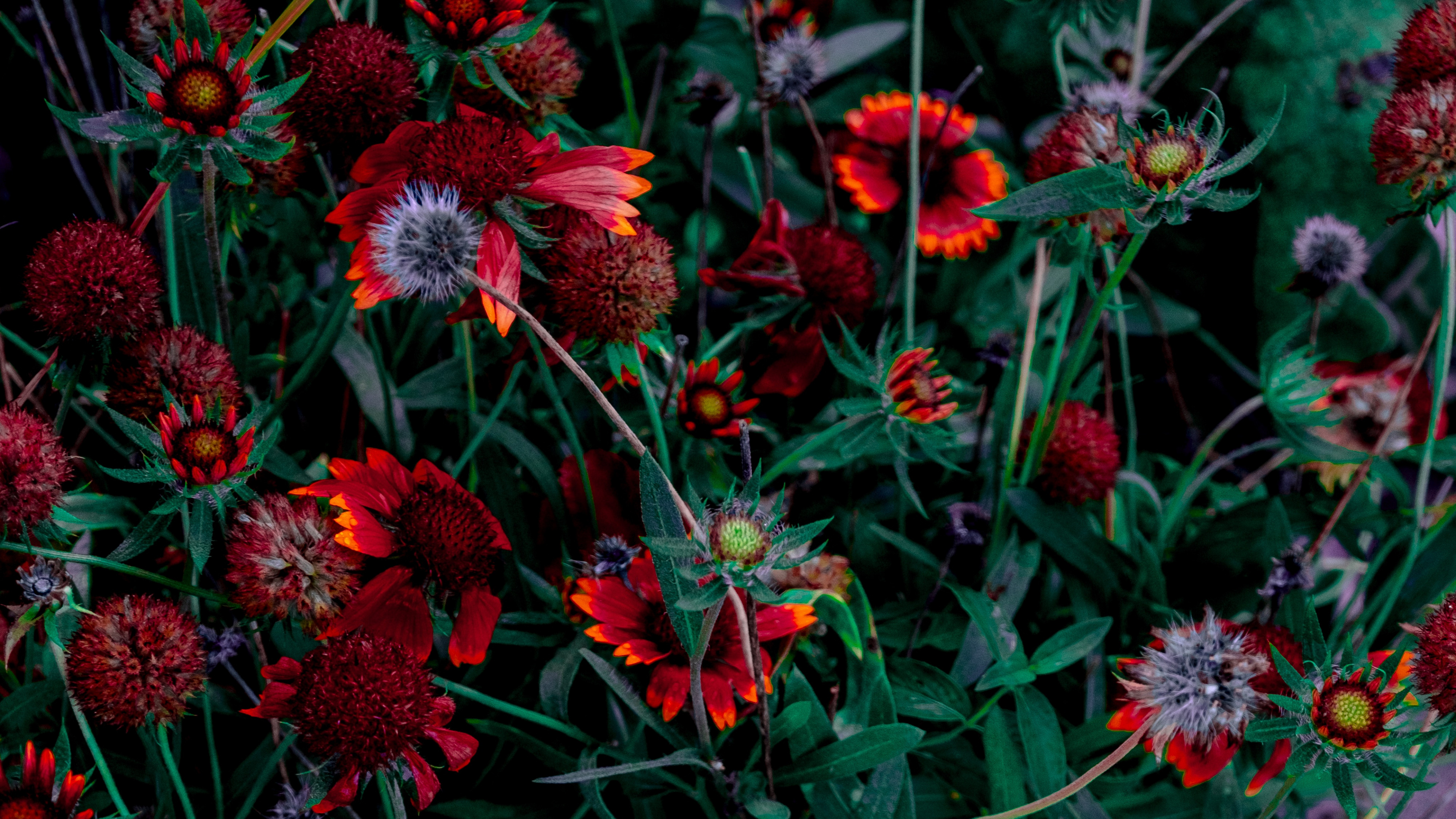 Rote Und Rosa Blüten Mit Grünen Blättern. Wallpaper in 3840x2160 Resolution