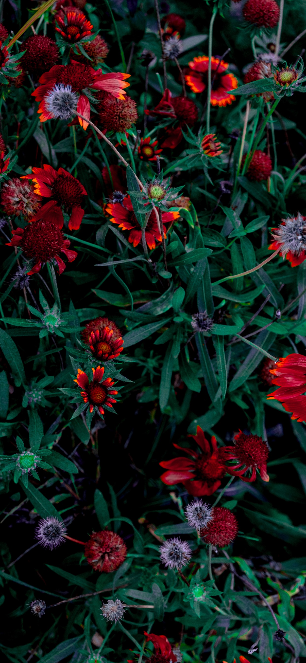 花花园, 显花植物, 红色的, 野花, 年度工厂 壁纸 1242x2688 允许