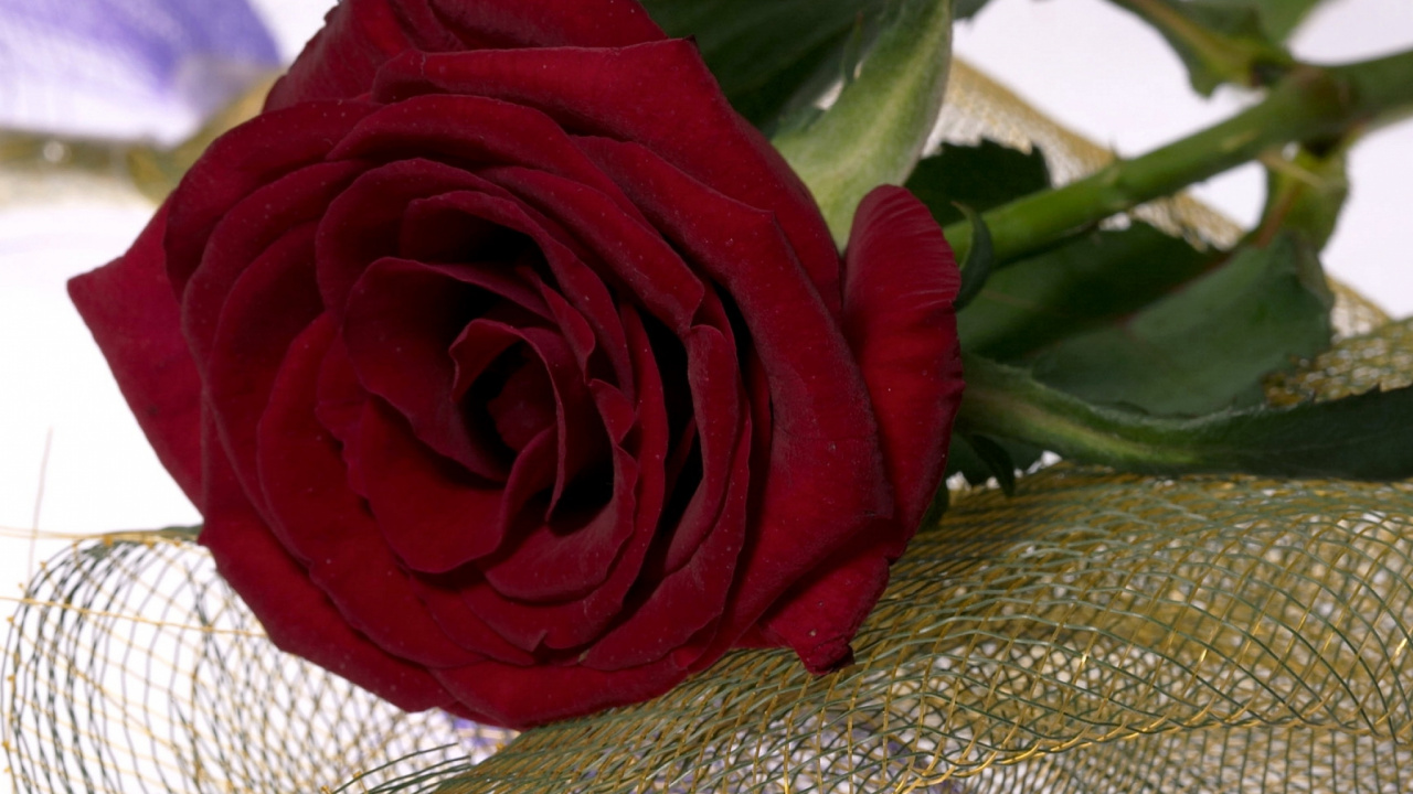 Rote Rose Auf Weißem Strickstoff. Wallpaper in 1280x720 Resolution