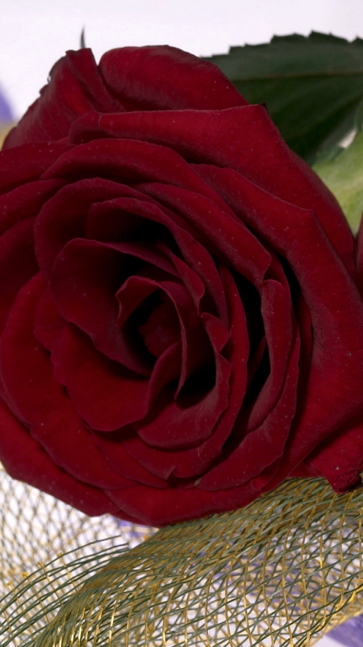Red Rose on White Knit Textile. Wallpaper in 750x1334 Resolution